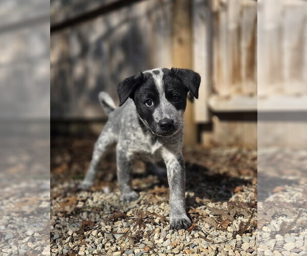 Medium Photo #1 Mutt Puppy For Sale in Garden City, NY, USA