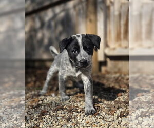 Mutt Dogs for adoption in Garden City, NY, USA