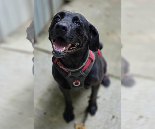 Medium Photo #4 Labrador Retriever-Unknown Mix Puppy For Sale in Woodsfield, OH, USA