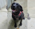 Small #3 Labrador Retriever Mix