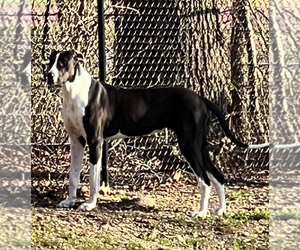 Mother of the Great Dane puppies born on 05/10/2024