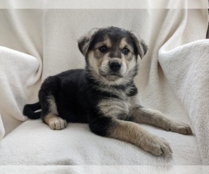 German Shepherd Dog Dog for Adoption in AUBURN, Kentucky USA