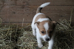 Puppy 4 Jack Russell Terrier-Unknown Mix