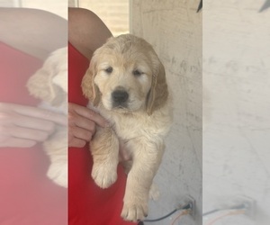 Golden Retriever Puppy for Sale in PEORIA, Arizona USA