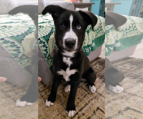 Medium Photo #5 Siberian Husky-Staffordshire Bull Terrier Mix Puppy For Sale in Fort Wayne, IN, USA