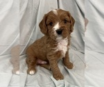 Puppy Blaze Cavapoo