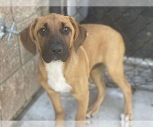 German Shepherd Dog-Unknown Mix Dogs for adoption in Tulsa, OK, USA