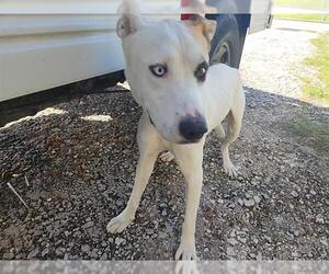 Labrador Retriever-Staffordshire Bull Terrier Mix Dogs for adoption in Houston, TX, USA