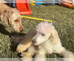 Small #3 Poodle (Standard)