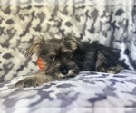 Small #3 Schnauzer (Miniature)