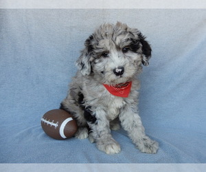 Sheepadoodle Puppy for sale in MILLERSBURG, OH, USA