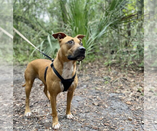 Medium Photo #7 Black Mouth Cur-Unknown Mix Puppy For Sale in St. Augustine, FL, USA