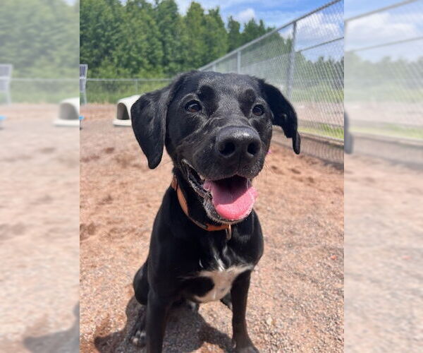 Medium Photo #7 Labrador Retriever-Unknown Mix Puppy For Sale in Webster, WI, USA