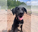 Small #6 Labrador Retriever Mix