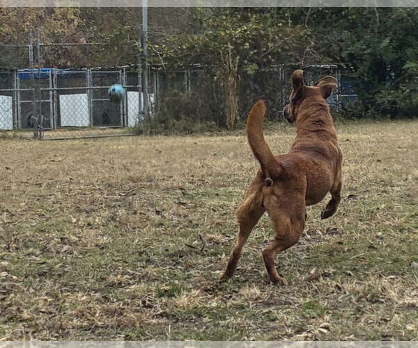 Medium Photo #4 Retriever -Unknown Mix Puppy For Sale in Anniston, AL, USA