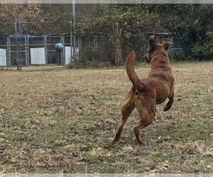 Cinnamon - Female Retriever -Unknown Mix Dog for Adoption - Photo #2