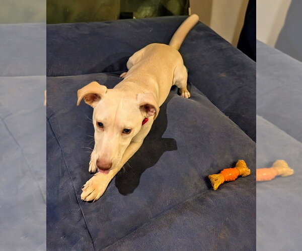 Medium Photo #2 Mountain Cur-Unknown Mix Puppy For Sale in Boston, MA, USA