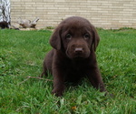 Puppy Reba Labrador Retriever