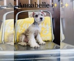 Small Photo #14 Schnauzer (Miniature) Puppy For Sale in COOKEVILLE, TN, USA