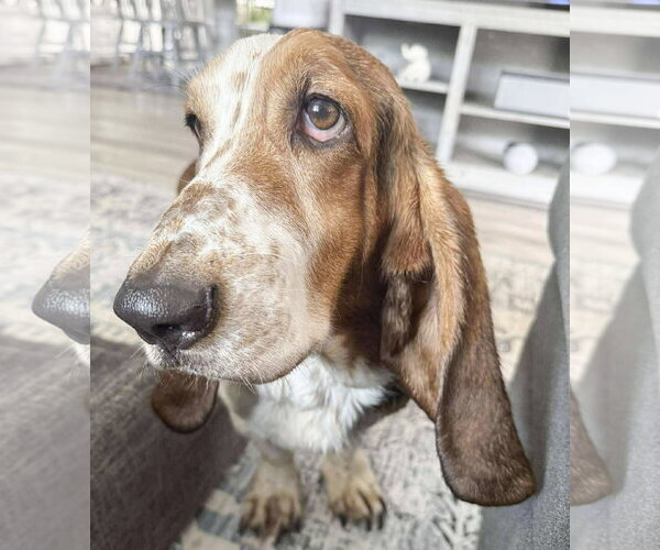 Medium Photo #3 Basset Hound Puppy For Sale in Deepwater, NJ, USA