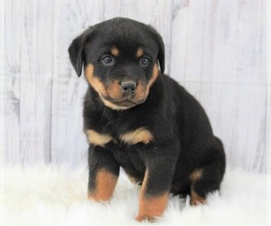 Rottweiler Puppy for sale in APPLE CREEK, OH, USA