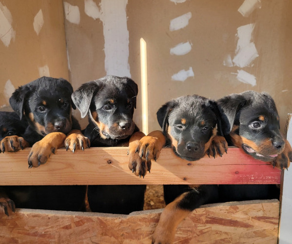 Medium Photo #1 Rottweiler Puppy For Sale in VISALIA, CA, USA