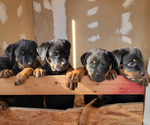 Small Photo #1 Rottweiler Puppy For Sale in VISALIA, CA, USA