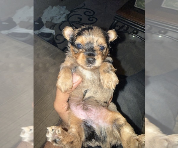 Medium Photo #1 Yorkshire Terrier Puppy For Sale in LITTLE RIVER, SC, USA