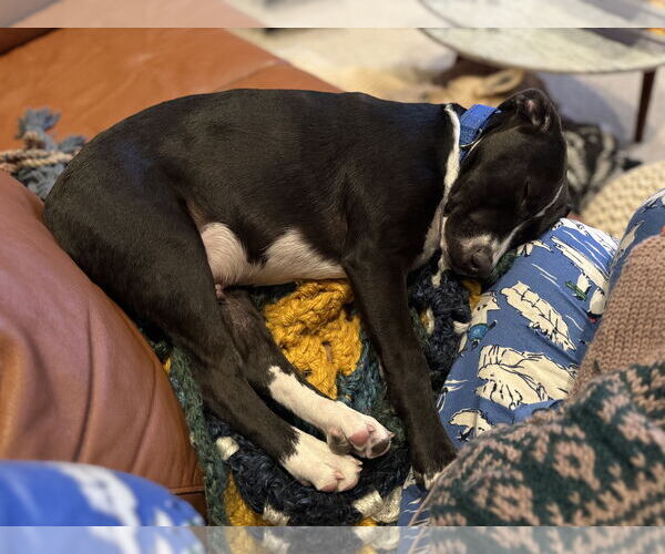 Medium Photo #6 Mutt Puppy For Sale in Oakhurst, NJ, USA