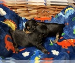 Small Photo #29 Yorkshire Terrier Puppy For Sale in BRIDGETON, NJ, USA