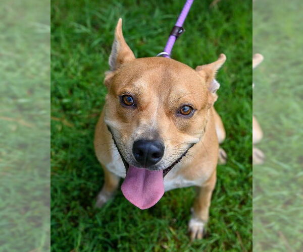 Medium Photo #4 Mutt Puppy For Sale in Glen Allen, VA, USA