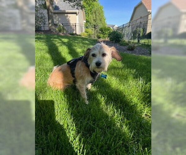 Medium Photo #6 Mutt Puppy For Sale in Plainfield, IL, USA