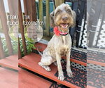 Small #1 Poodle (Standard) Mix