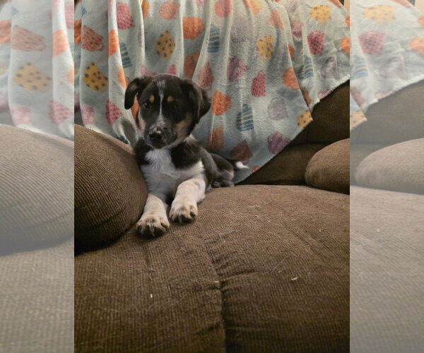 Medium Photo #2 Mutt Puppy For Sale in New London, WI, USA