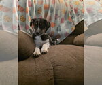 Small #1 Mutt