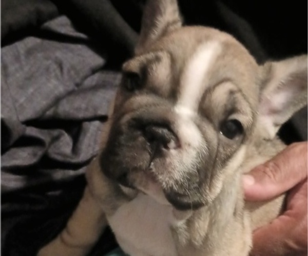 Medium Photo #11 French Bulldog Puppy For Sale in DENVER, CO, USA