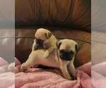 Small #3 Pug