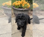 Puppy 6 Bernedoodle