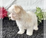 Small Photo #11 Maltese Puppy For Sale in ROCK STREAM, NY, USA