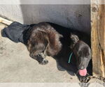 Small #2 Border Collie Mix