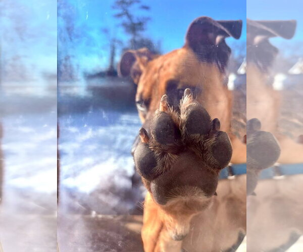 Medium Photo #5 American Pit Bull Terrier-Unknown Mix Puppy For Sale in Brooklyn, NY, USA