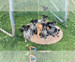 Australian Cattle Dog Puppy for sale in LEWISTON, MN, USA