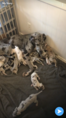 Mother of the Great Dane puppies born on 06/16/2018