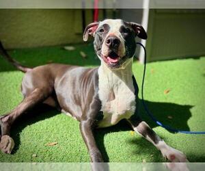 Mutt Dogs for adoption in Orlando, FL, USA