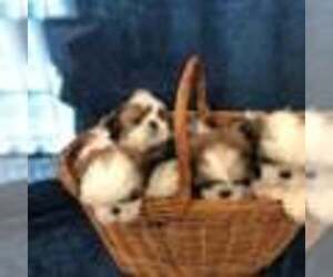 Shih Tzu Puppy for sale in REDINGTN SHOR, FL, USA