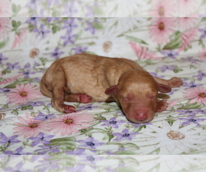 Goldendoodle (Miniature) Puppy for sale in BLMGTN, IN, USA