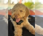Small Photo #5 Goldendoodle mix (+ Poodle Miniature) Puppy For Sale in MENIFEE, CA, USA