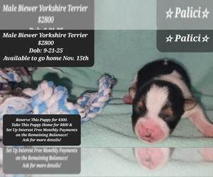 Yorkshire Terrier Puppy for sale in TUCSON, AZ, USA