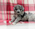 Small Photo #15 Aussiedoodle Puppy For Sale in SPARTA, MO, USA