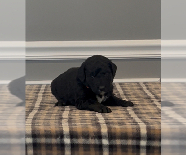Medium Photo #23 Bernedoodle-Labradoodle Mix Puppy For Sale in MILFORD, NJ, USA